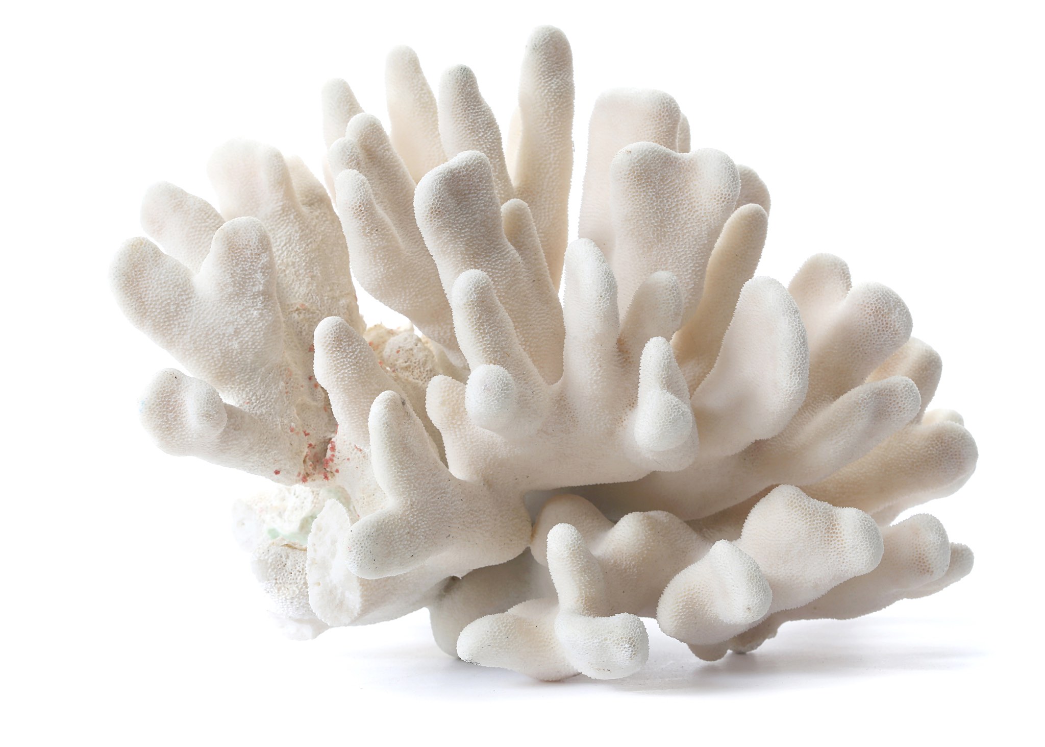 A CORAL  31.5cm wide, 23.5cm high.  This item may require Export or Cites licences in order to leave