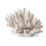 A CORAL  31.5cm wide, 23.5cm high.  This item may require Export or Cites licences in order to leave