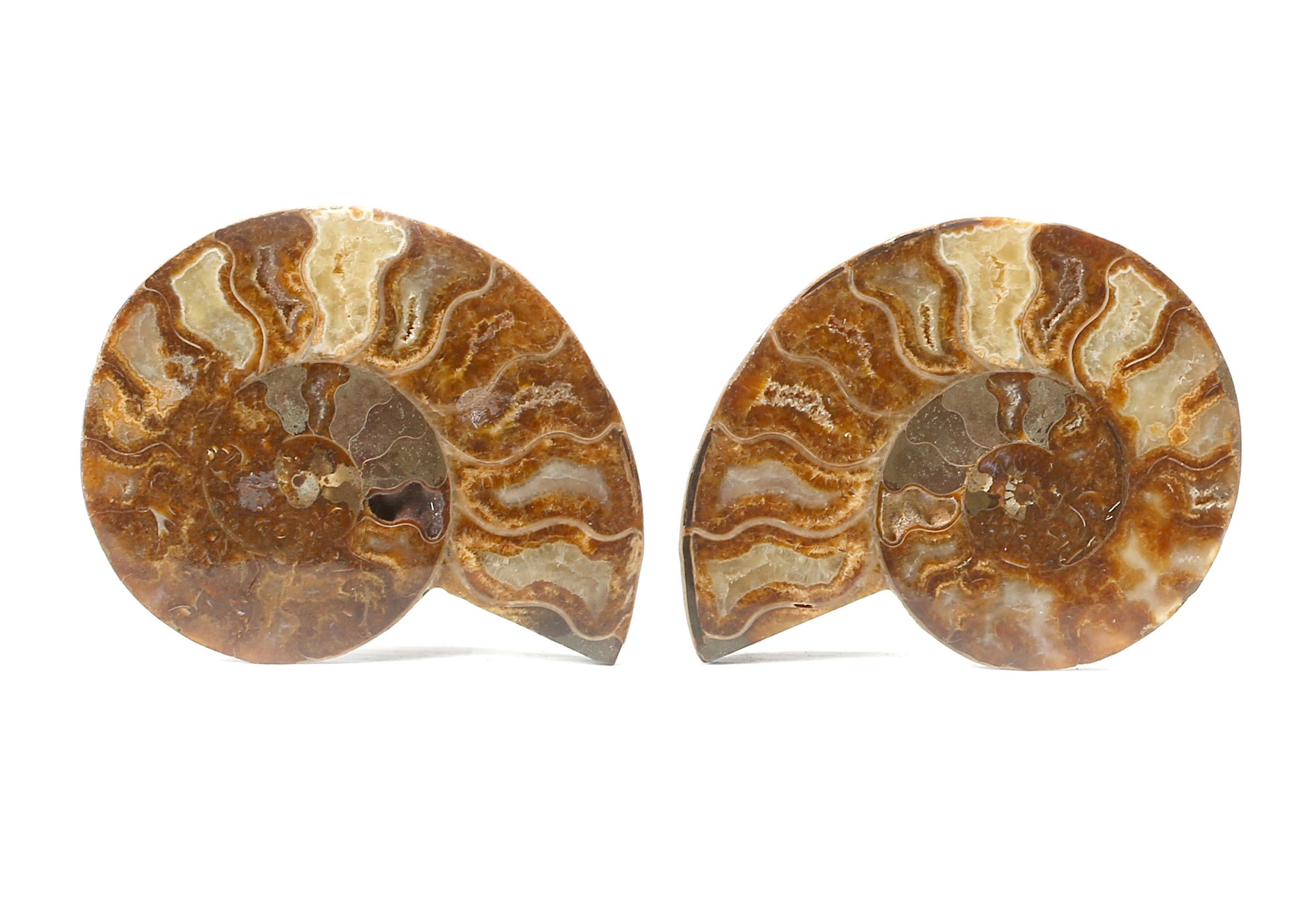 TWO CUT AND POLISHED AMMONITE HALVES Both 12cm wide, (2)  Footnotes: Ammonites are extinct