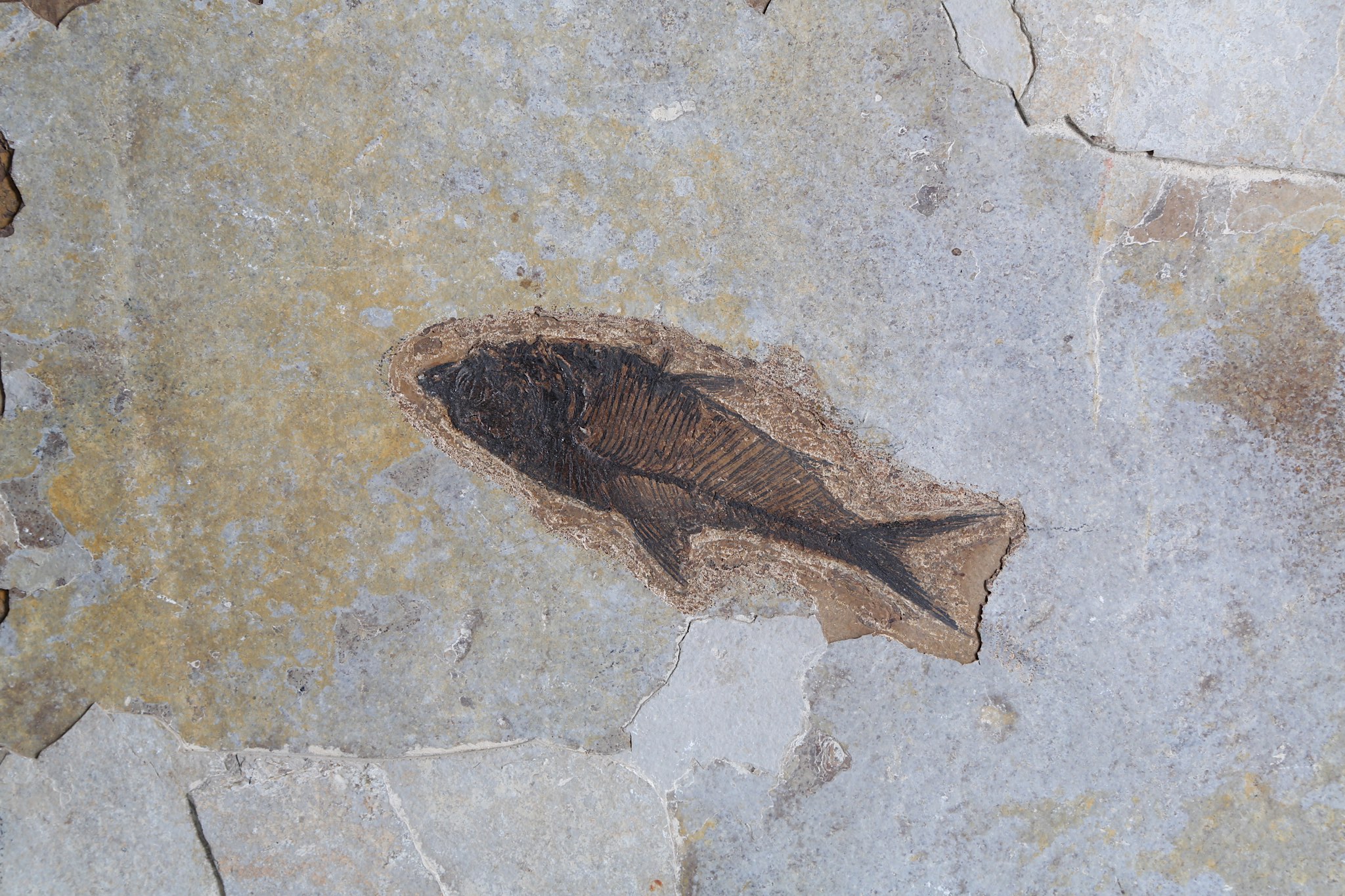 A DIPLOMYSTUS FOSSIL FISH Eocene Period, 58 - 36 million years BP A fossil from the Green River - Image 2 of 2