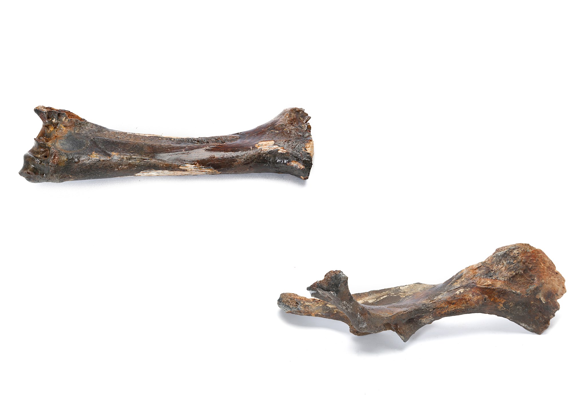 TWO ICE AGE BISON BONES 33.4cm long and 48.6cm long, (2) Footnotes: Various different species of