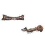 TWO ICE AGE BISON BONES 33.4cm long and 48.6cm long, (2) Footnotes: Various different species of