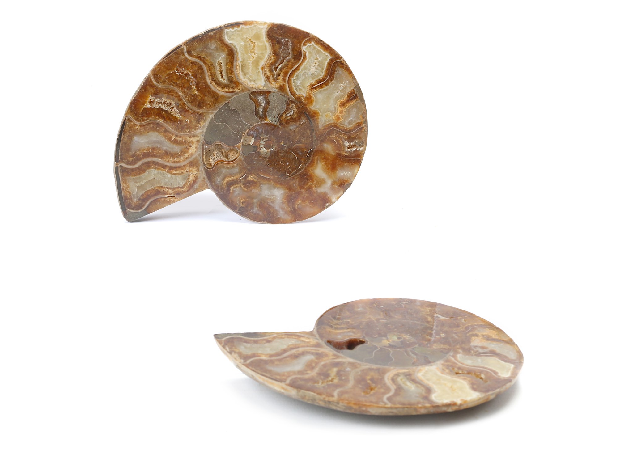 TWO CUT AND POLISHED AMMONITE HALVES Both 12cm wide, (2)  Footnotes: Ammonites are extinct - Image 2 of 2