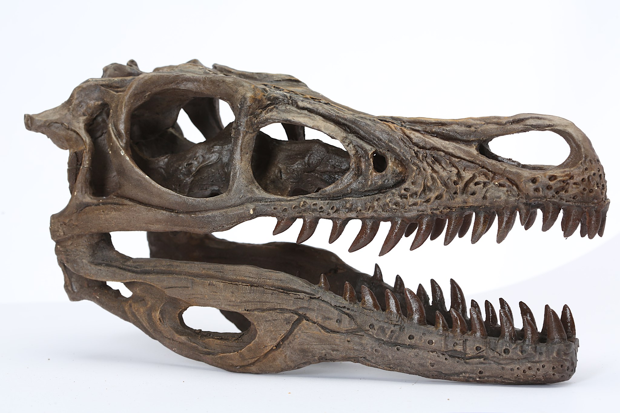 A REPLICA VELOCIRAPTOR SKULL  A museum quality model of a velociraptor skull, 25.5cm long, 13.5cm - Image 2 of 4