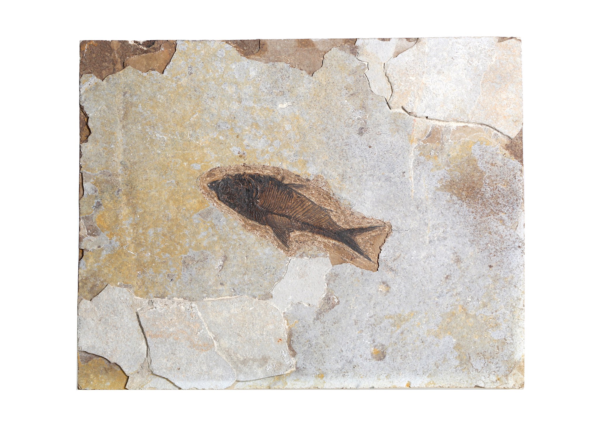 A DIPLOMYSTUS FOSSIL FISH Eocene Period, 58 - 36 million years BP A fossil from the Green River