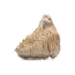 A FOSSILISED MAMMOTH TOOTH A fine example of a mammoth tooth with the enamel plates clearly visible,