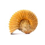 A LARGE FOSSILISED AMMONITE 21.5cm x 17.1cm. Footnotes: Ammonites are extinct molluscs that lived