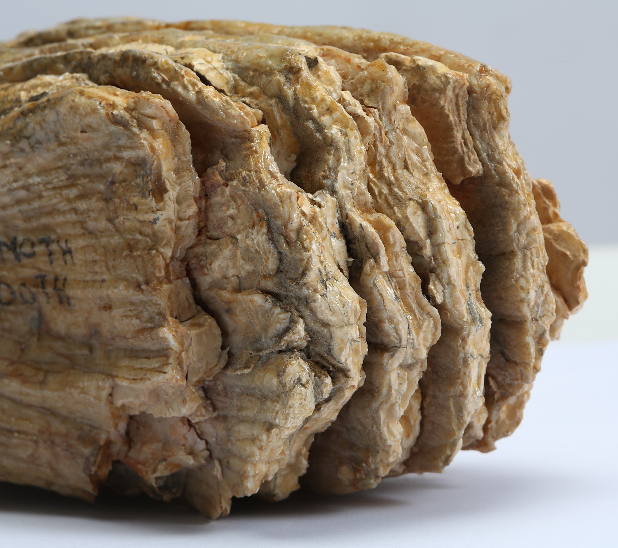 A FOSSILISED MAMMOTH TOOTH  With the layers of enamel plates clearly defined and old collection - Image 2 of 3