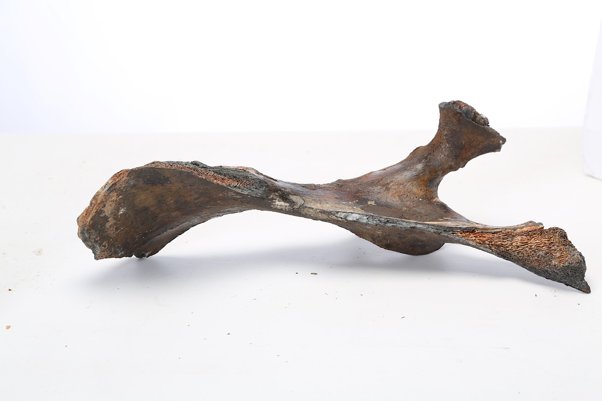 TWO ICE AGE BISON BONES 33.4cm long and 48.6cm long, (2) Footnotes: Various different species of - Image 3 of 4