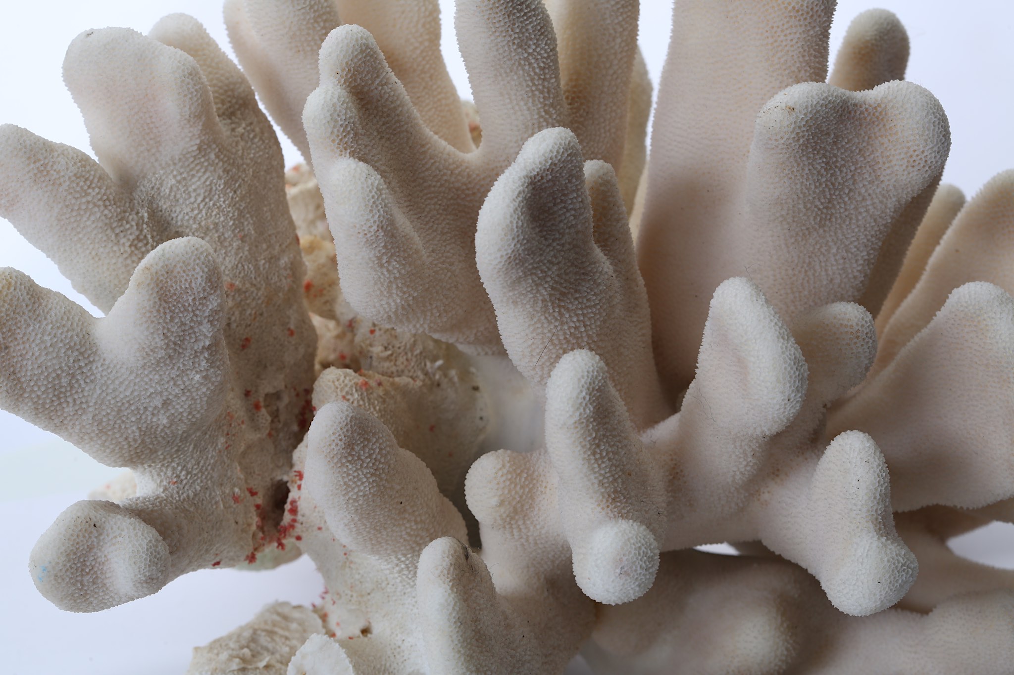 A CORAL  31.5cm wide, 23.5cm high.  This item may require Export or Cites licences in order to leave - Image 4 of 4