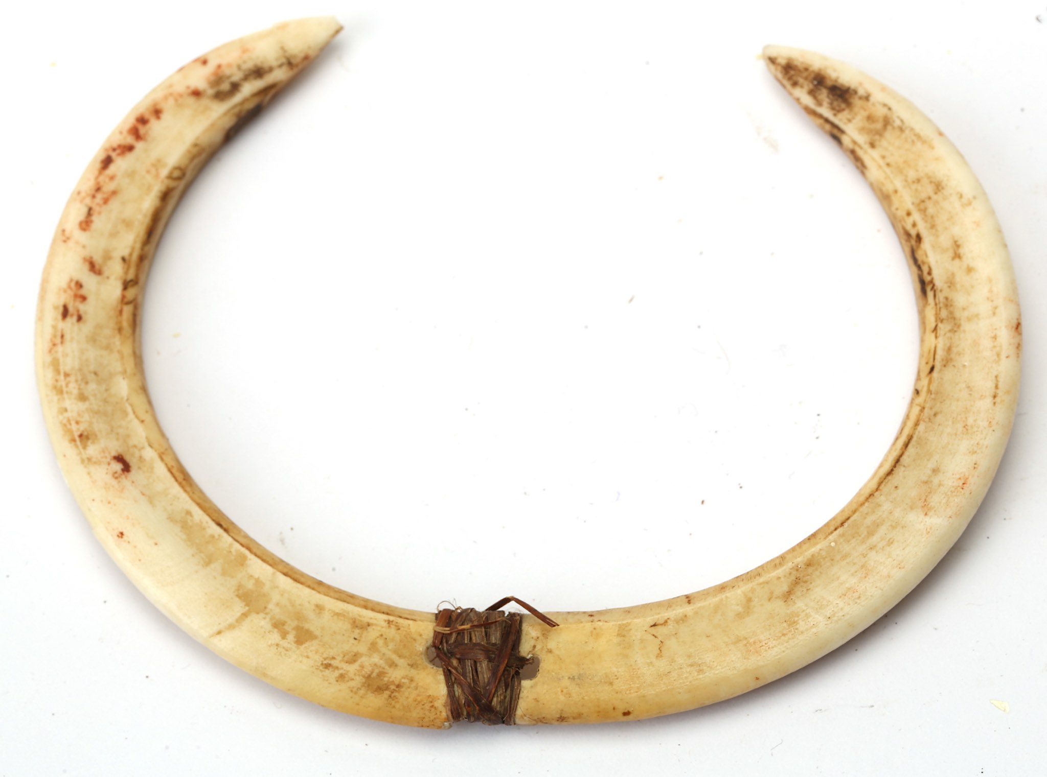 A KOROWAI NOSE PIECE AND WILD BOAR TOOTH NECKLACE The nose piece formed of two pieces of carved bone - Image 3 of 3