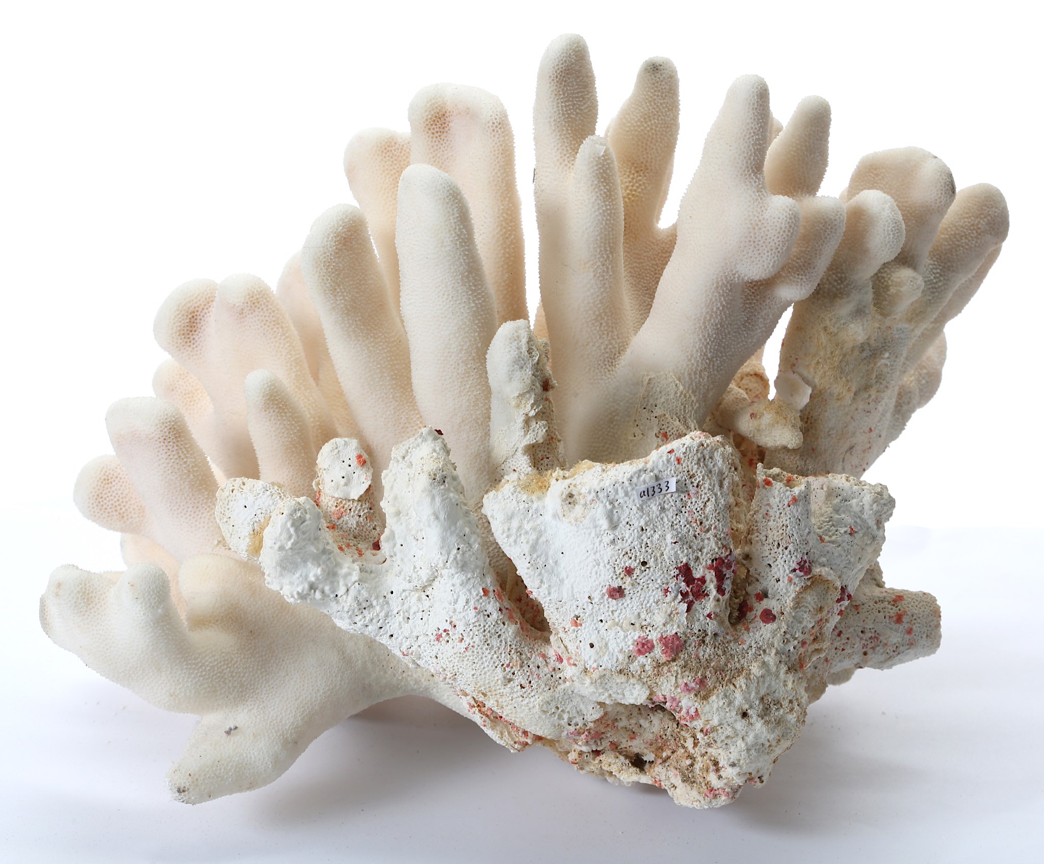 A CORAL  31.5cm wide, 23.5cm high.  This item may require Export or Cites licences in order to leave - Image 3 of 4