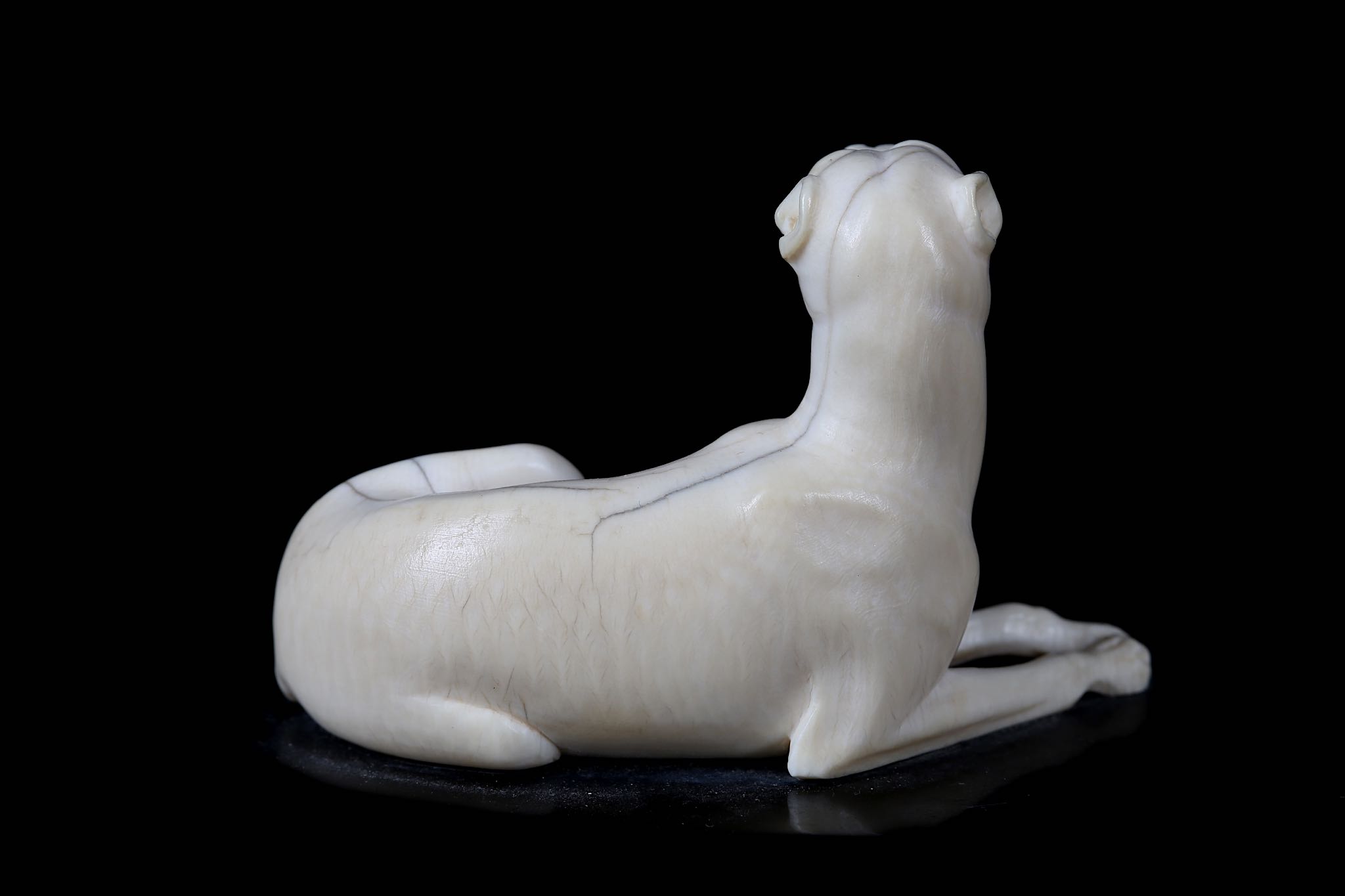 A LATE 18TH / EARLY 19TH CENTURY CARVED IVORY MODEL OF A HOUND the reclining beast raised on a black - Image 4 of 6