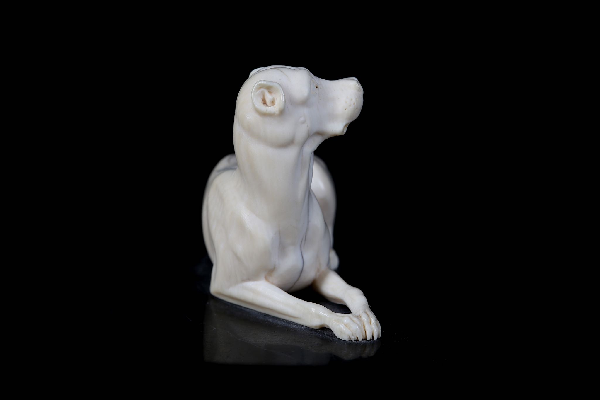 A LATE 18TH / EARLY 19TH CENTURY CARVED IVORY MODEL OF A HOUND the reclining beast raised on a black - Image 3 of 6