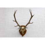 Two pairs of trophy mounted stag horns, early 20th Century, on mahogany shield shaped plaques