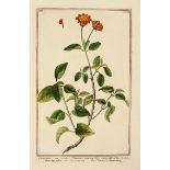 Bouchard (Maddalena) Engraver. Lantana, and 2 other botanical plates from 'Hortus Romanus', original