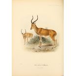 Antelopes.- Sclater (Philip Lutley) and Oldfield (Thomas) The Book of Antelopes, 4 vol., FIRST