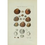 Conchology.- Sowerby (G.B.) Illustrated Index of British Shells, FIRST EDITION, 24 hand-coloured