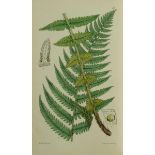 Botany.-  Hill (John) The Family Herbal, 54 hand-coloured plates, slight browning, minimal