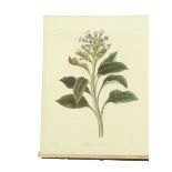 Botany.- Roscoe (Mrs Edward, née Margaret Lace) Floral Illustrations of the Seasons, consisting of