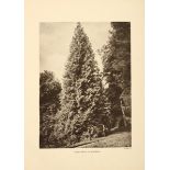 Trees. - Elwes (Henry John) & Augustine (Henry) The Trees of Great Britain and Ireland., 7 vols in