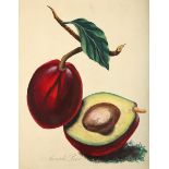 Byam (Lydia)   A Collection of Fruits from the West Indies, title and 4 leaves of text, 8