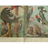 Natural History.- Forbush (Edward Howe) Natural History of the Birds of Eastern and Central North