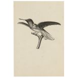 Birds.- Lesson (Rene Primevre) Histoire Naturelle des Oiseaux Mouches, 1 vol. only, 86 engraved