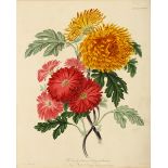 Hooker (William) 2 groups of plates of flowers (6) and fruit (8), from the Horticultural