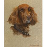 Richard Britton (British, born 1931)/Portrait of an Irish Setter/signed/watercolour, 22.5cm x 18.