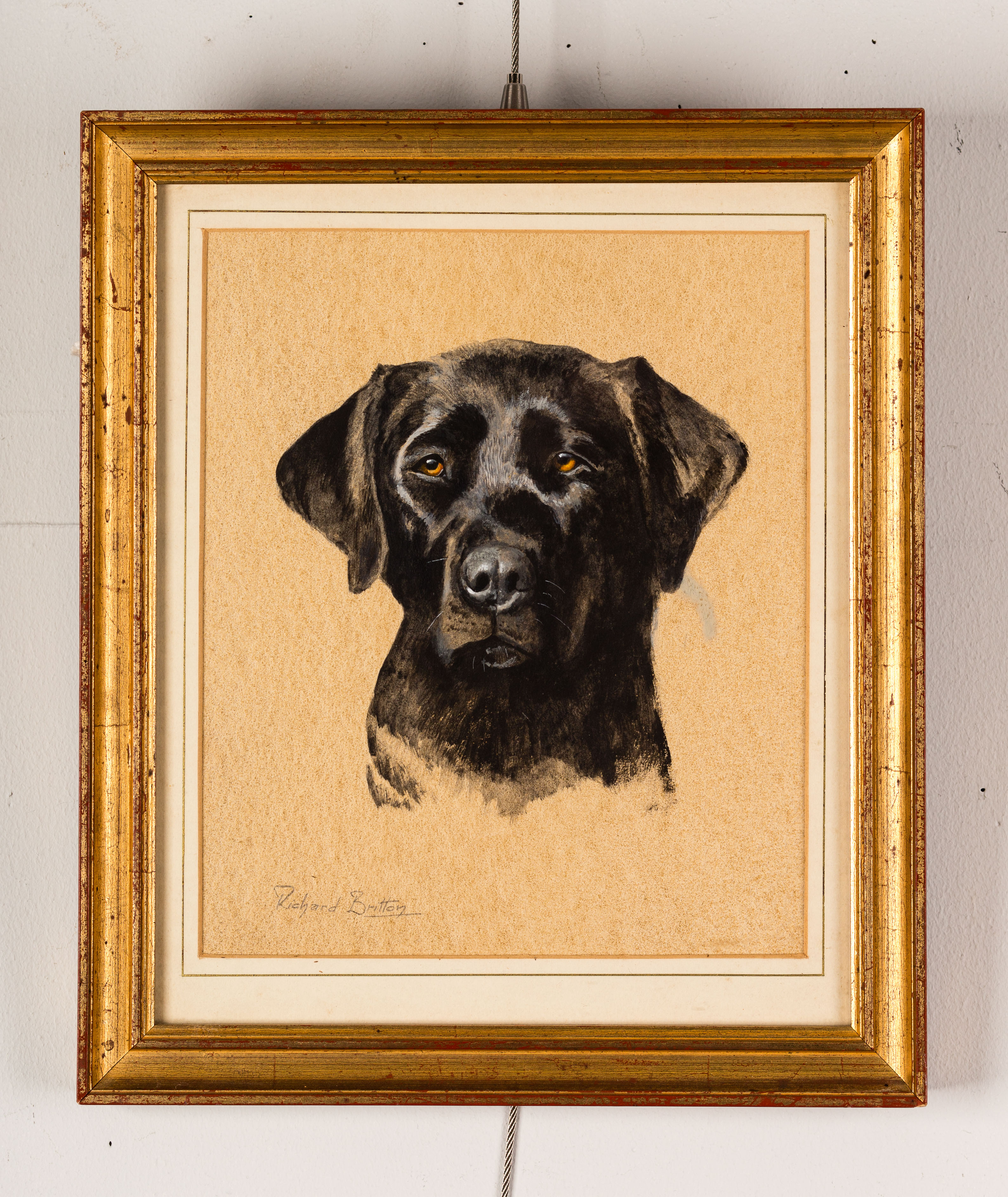 Richard Britton (British, born 1931)/Portrait of a Black Labrador/signed/watercolour, 25cm x 21. - Bild 2 aus 2