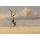 Richard Britton (British, born 1931)/Freedom Flight/(study of terns)/signed/watercolour, 21.