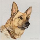 Richard Britton (British, born 1931)/Portrait of a German Shepherd/signed/watercolour, 25.