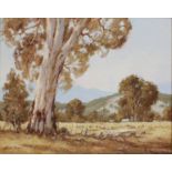 Frank Mutsaers (Dutch 1920-2005)/Eucalyptus Trees/oil on canvas, 39.5cm x 49.