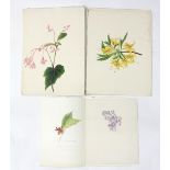 Nicole Hornby/Botanical Studies/three watercolours,