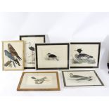 After P J Selby/Six Ornithological Prints (one possibly by A Mitford)