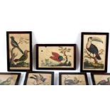 English School circa 1800/Seven ornithological studies/coloured engravings, 18.