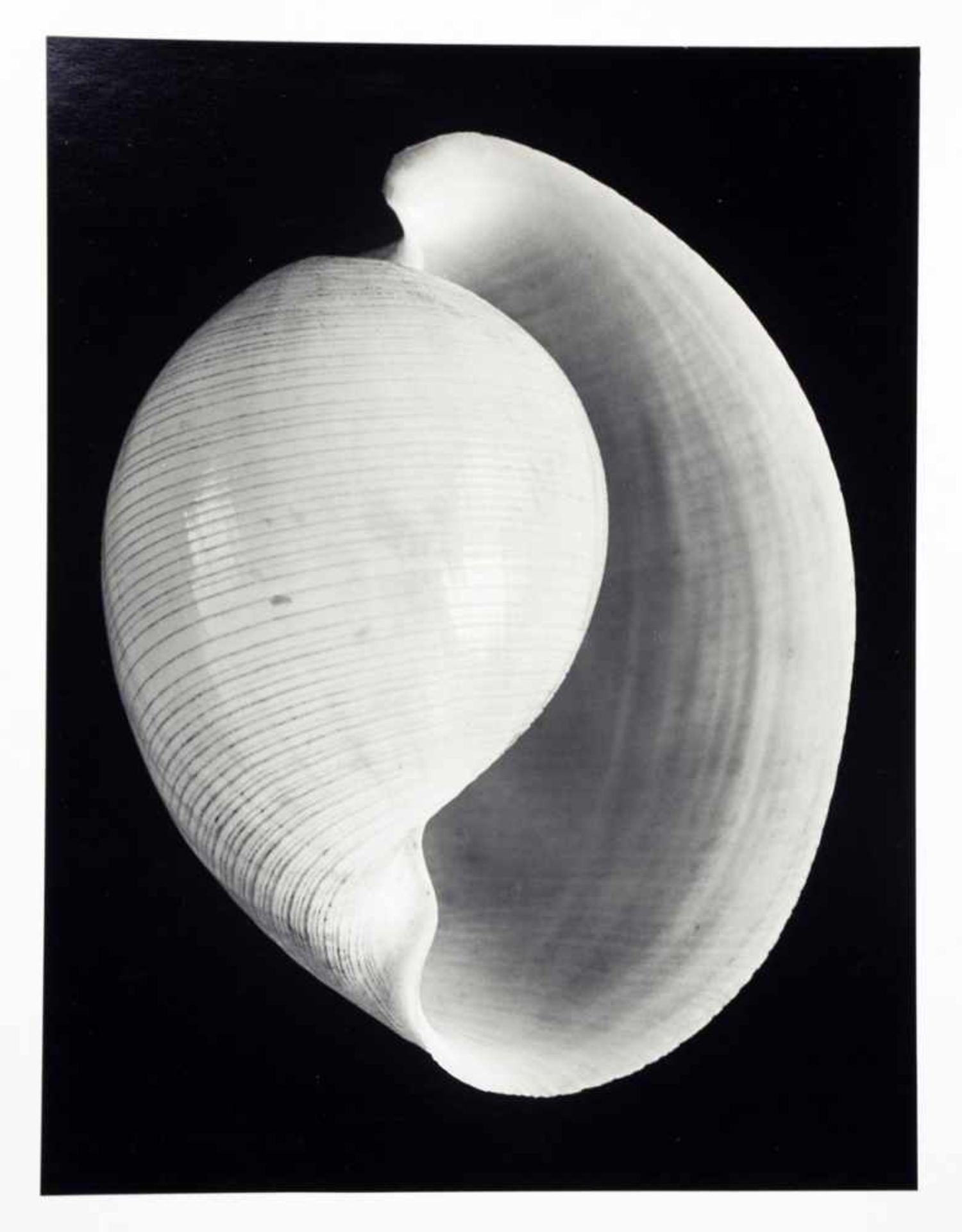 Alfred Ehrhardt. Muscheln und Schnecken. Zwölf Fotografien. 1938/1981. 30 : 24 cm. Rückseitig - Image 5 of 5