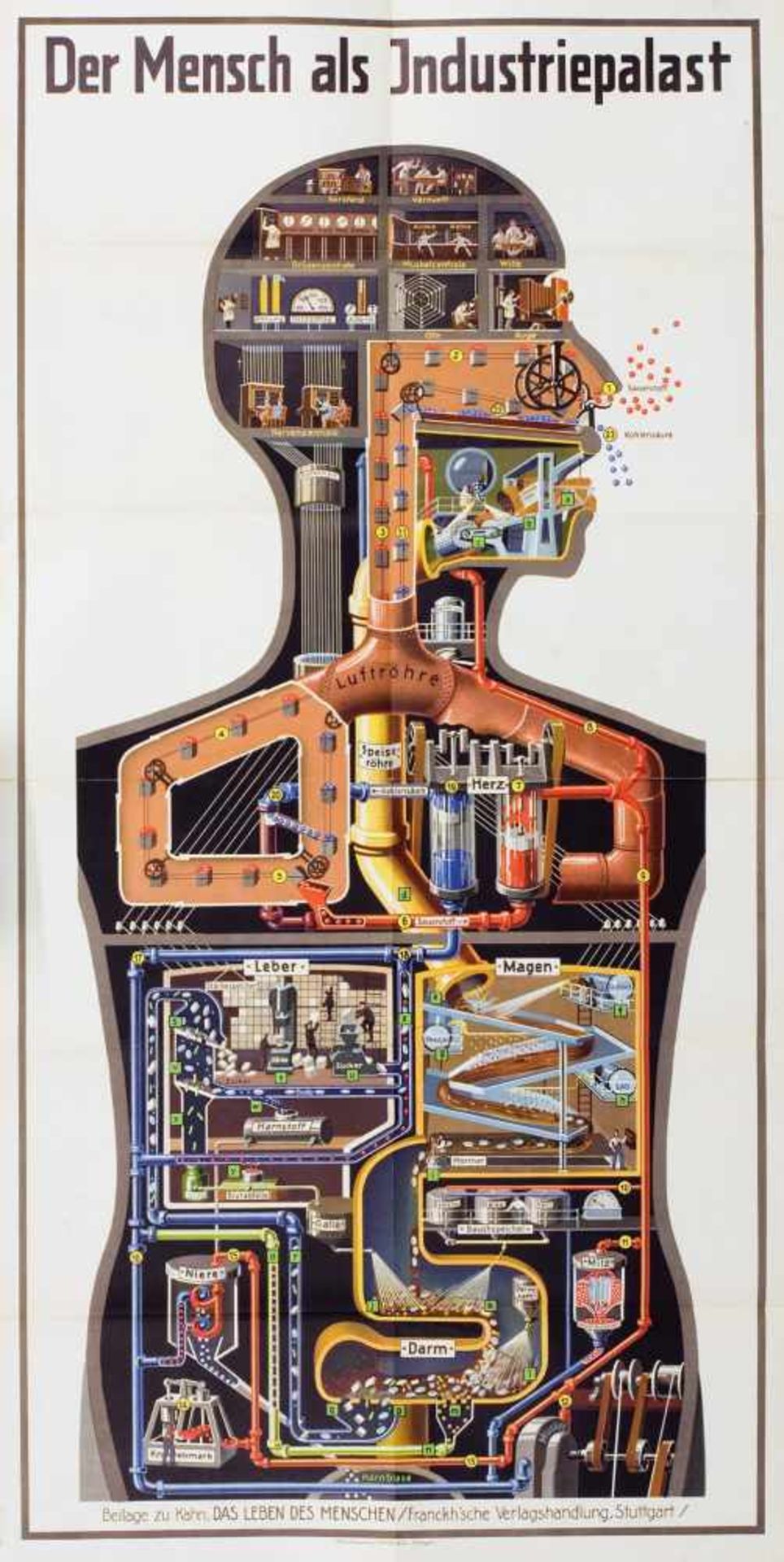 Fritz Kahn. Der Mensch als Industriepalast. Farblithographie. 1926. 94,0 : 46,3 (95,8 : 48,0 cm).