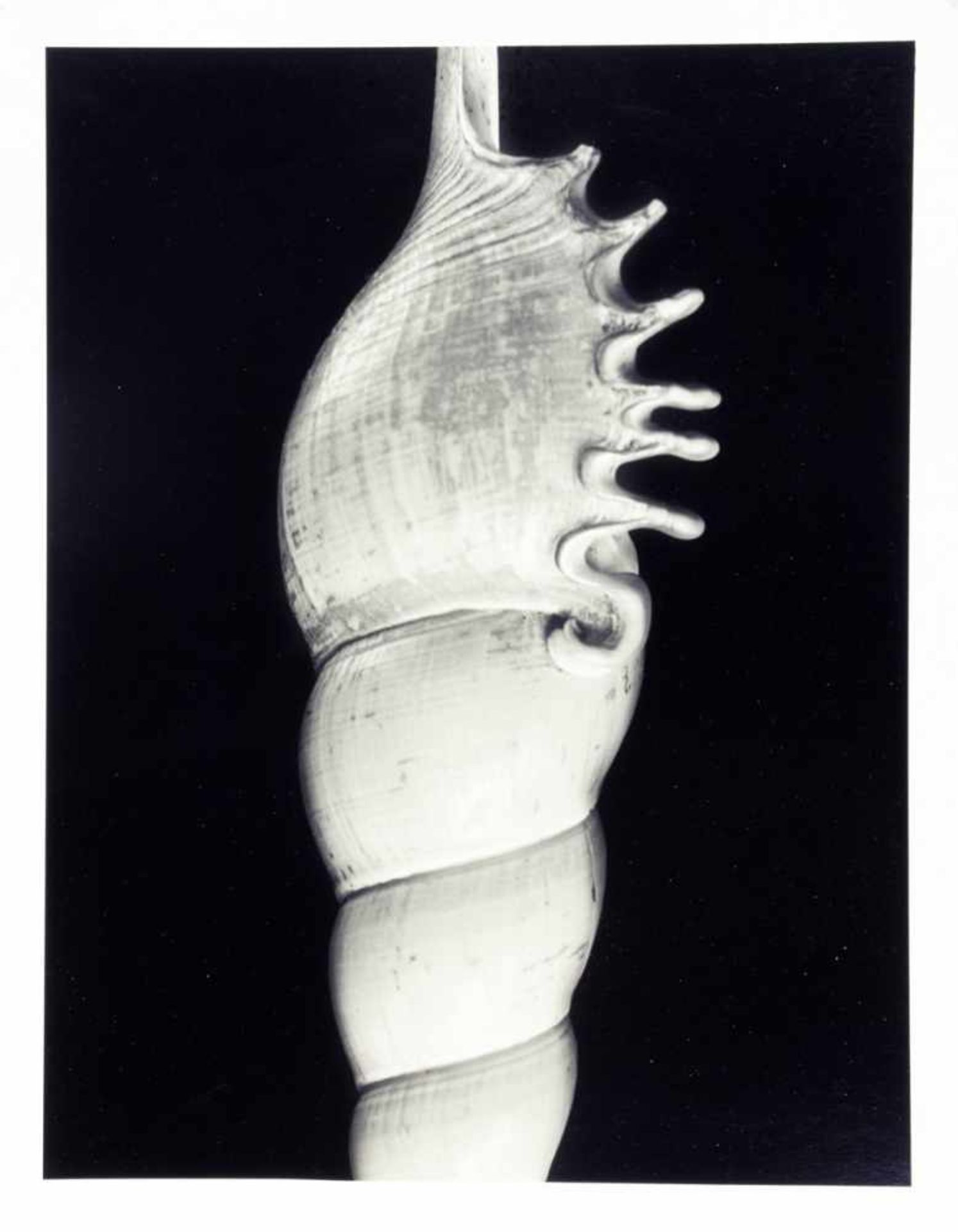 Alfred Ehrhardt. Muscheln und Schnecken. Zwölf Fotografien. 1938/1981. 30 : 24 cm. Rückseitig - Image 4 of 5