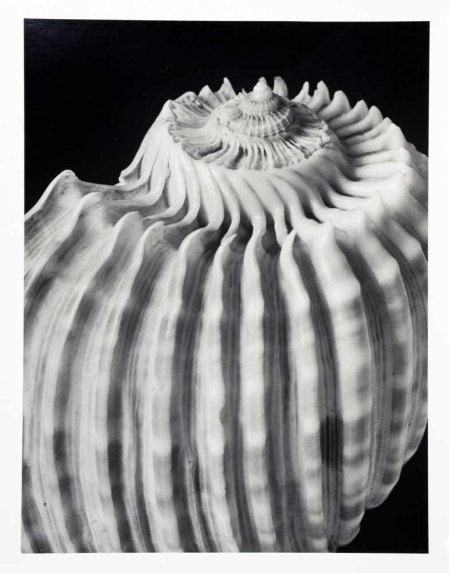 Alfred Ehrhardt. Muscheln und Schnecken. Zwölf Fotografien. 1938/1981. 30 : 24 cm. Rückseitig