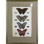 (lot of 2) Engravings with hand-coloring, Butterfly Studies, overall (with frame/each): 24.5"h x