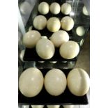 (lot of 13) Ostrich eggs, consisting of (13) eggs, each having a blown hole at base; approx. 7"w x