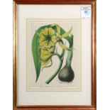 "Ismene (Pancratium) Amancaes, Herb," lithograph in colors, printed by G. Severyns, 19th/20th