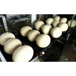 (lot of 15) Ostrich eggs, consisting of (15) eggs, each having a blown hole at base; approx. 7"w