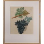 (lot of 3) Continental School (19th century), Grape Varietals, hand-colored engravings and