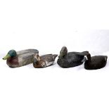 (lot of 4) Duck decoy group, consisting of various polychrome painted wood duck decoys, (1)