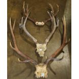 (lot of 3) Group of deer antlers, largest: 34"l