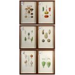 (lot of 6) European School (19th century), Horticultural and Vegetable Prints, lithographs with hand