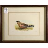 (lot of 3) Robert Ridgway, (American, 1850 – 1929), "Junco Cinereus Ad.," 1875, lithograph with